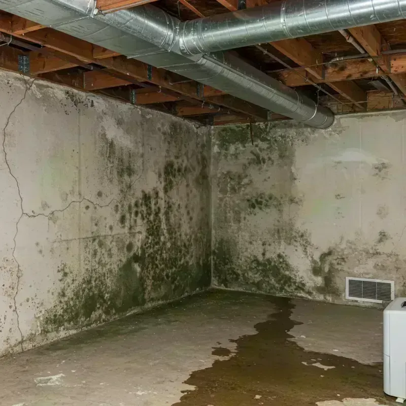 Professional Mold Removal in Iosco County, MI